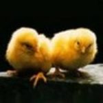 Profilovka od okugazec